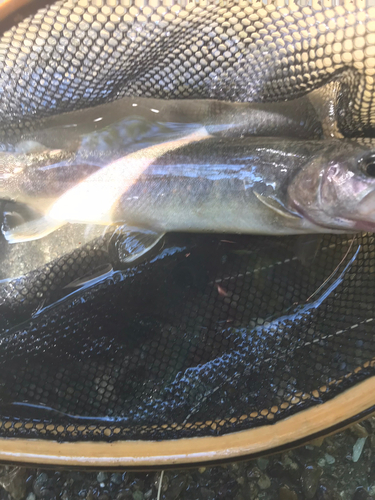 イワナの釣果