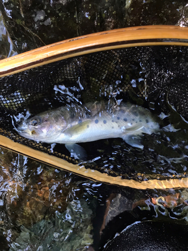 ヤマメの釣果