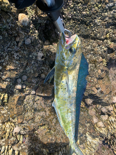 シイラの釣果