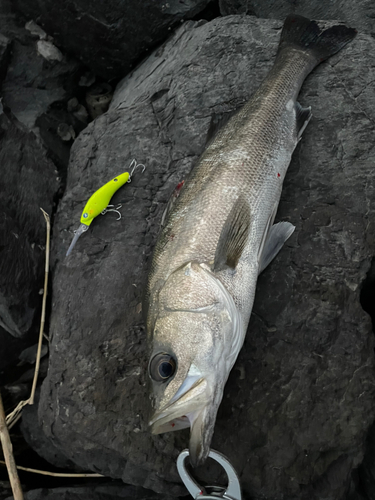 フッコ（マルスズキ）の釣果