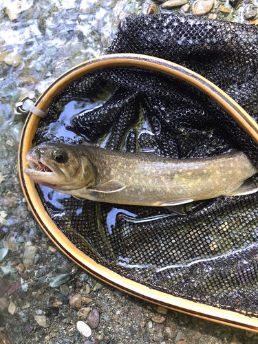 イワナの釣果