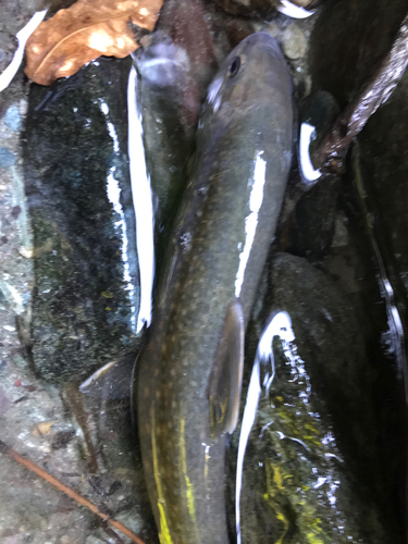 イワナの釣果