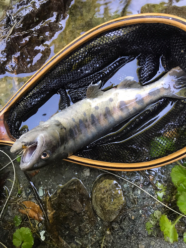 ヤマメの釣果