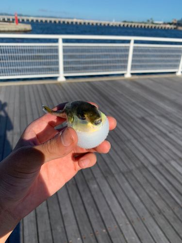 クロサバフグの釣果