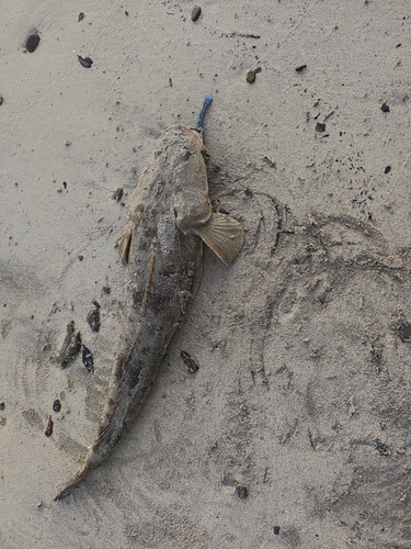 マゴチの釣果