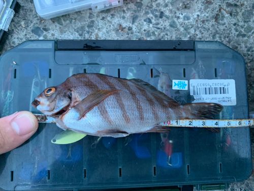 タカノハダイの釣果