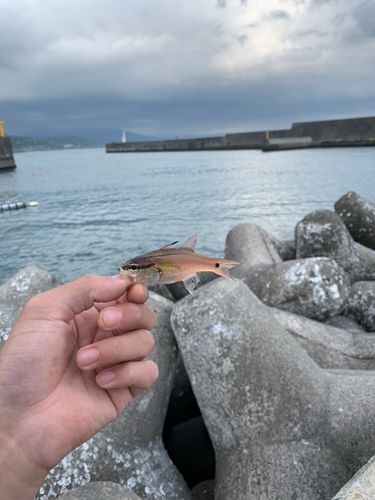 ネンブツダイの釣果