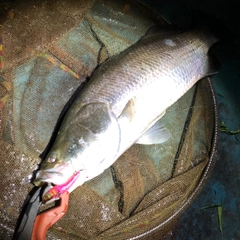 バラマンディの釣果