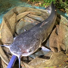 アメリカナマズの釣果