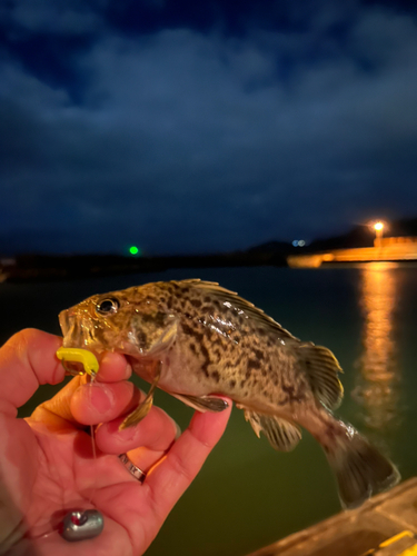 クロソイの釣果