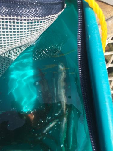 カタクチイワシの釣果