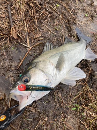 スズキの釣果