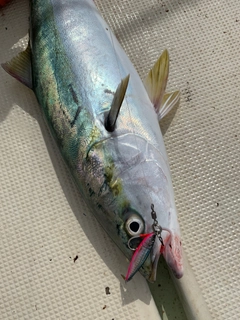 ハマチの釣果