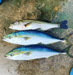 ハマチの釣果