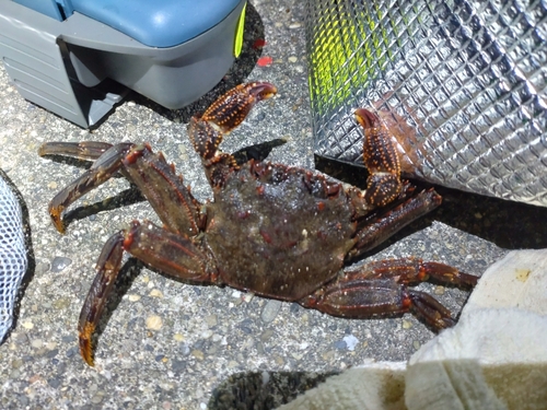 カニの釣果