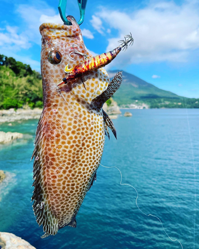 オオモンハタの釣果