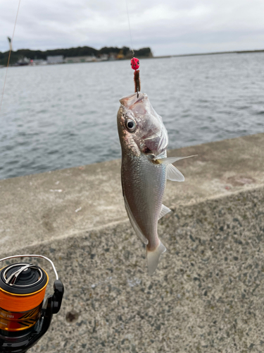 イシモチの釣果