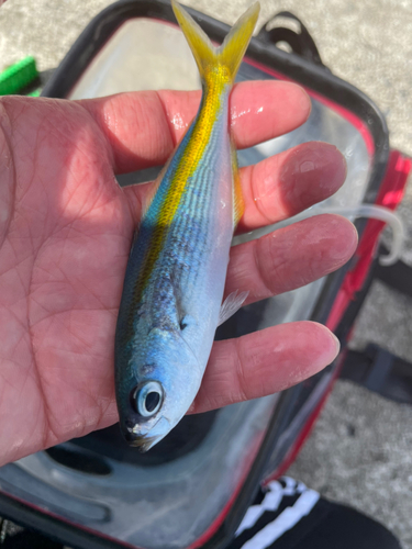 タカベの釣果