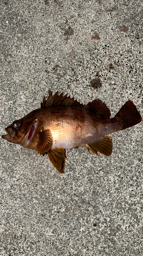 アカメバルの釣果