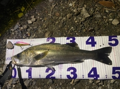 シーバスの釣果