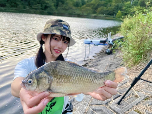 ヘラブナの釣果