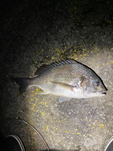 キビレの釣果