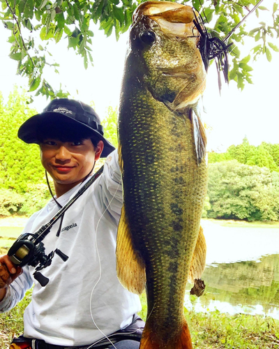 ブラックバスの釣果