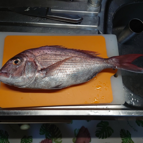 タイの釣果