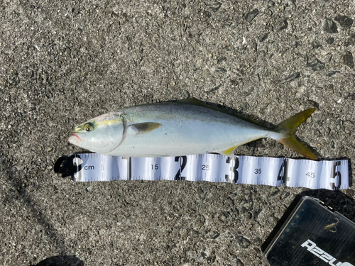 ハマチの釣果