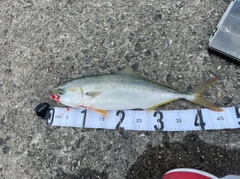 ハマチの釣果