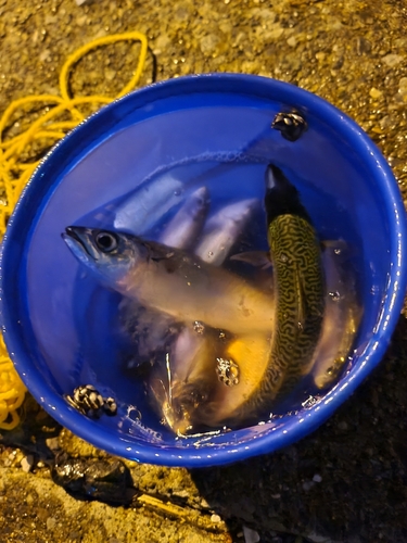 サバの釣果