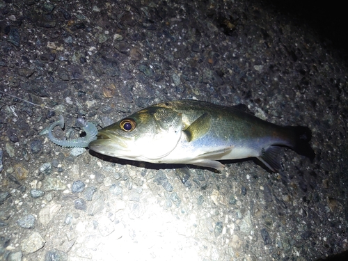 セイゴ（マルスズキ）の釣果