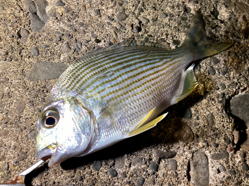 ヘダイの釣果