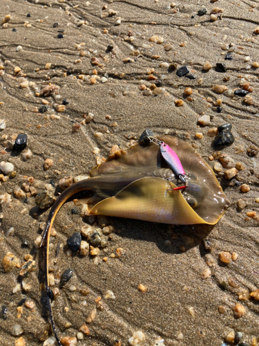 アカエイの釣果