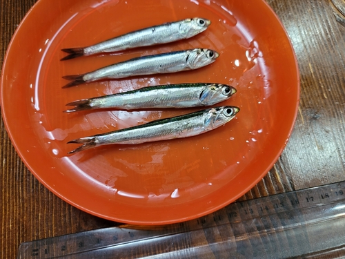 カタクチイワシの釣果