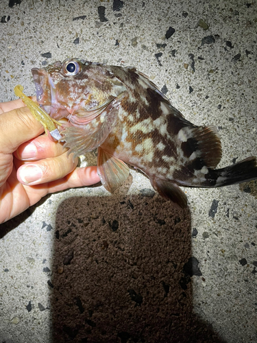 カサゴの釣果