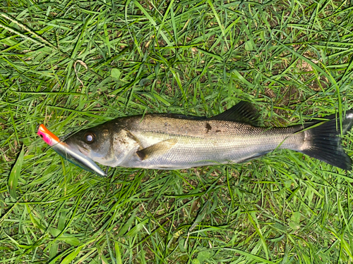 フッコ（マルスズキ）の釣果