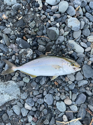 クロムツの釣果