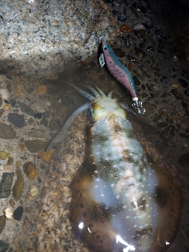 アオリイカの釣果