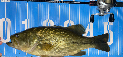 ブラックバスの釣果