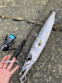 オオメカマスの釣果