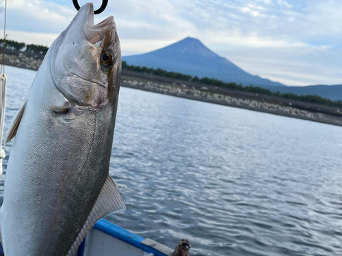 カンパチの釣果