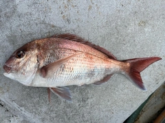 マダイの釣果