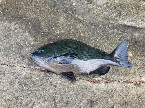 メジナの釣果