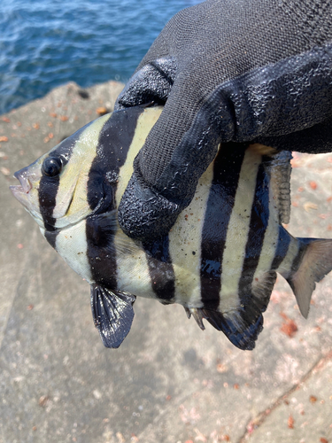 サンバソウの釣果