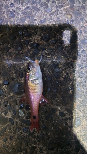 ネンブツダイの釣果