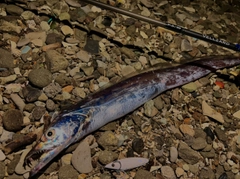 タチウオの釣果