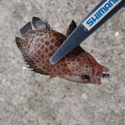 オオモンハタの釣果