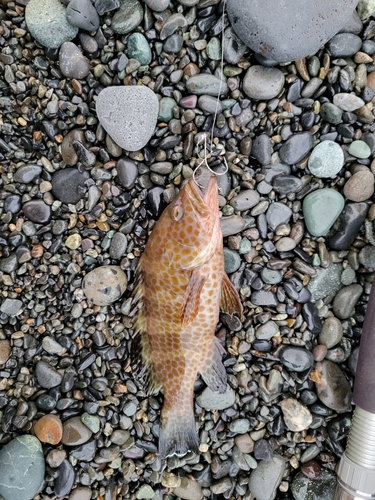 オオモンハタの釣果