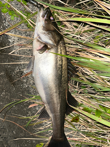 スズキの釣果